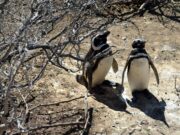 Pinguini sentinelle dell’ambiente in Patagonia, dotati di sensori rilevano inquinanti Pfas