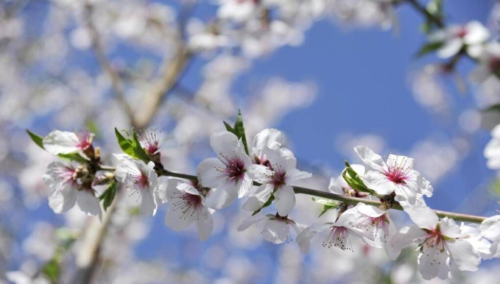 Ribaltone meteo, a Pasqua e Pasquetta arriva la primavera