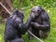 Scimpanzé in guerra, cuccioli strappati alle madri: il caso in Uganda