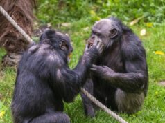 Scimpanzé in guerra, cuccioli strappati alle madri: il caso in Uganda