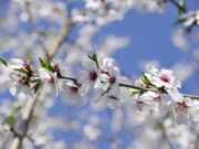 Settimana di primavera, meteo variabile e temperature un po’ in calo: le previsioni