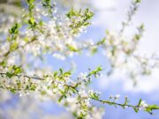 Sole e caldo con picchi estivi, ma non dura: il meteo dei prossimi giorni