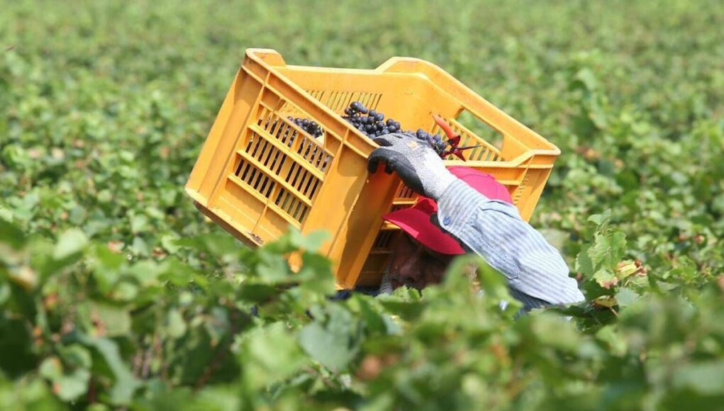 Tragedia nei campi, bracciante 29enne si impicca a Torretta Antonacci