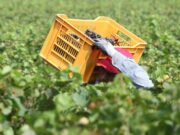 Tragedia nei campi, bracciante 29enne si impicca a Torretta Antonacci