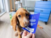 Viaggiare con cane e gatto in Europa, scattano nuove regole: documenti obbligatori e cosa cambia
