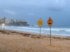 Australia, uomo muore dopo attacco di squalo al largo di Perth