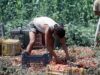 Crisi nei campi, lavoratori agricoli sempre più anziani e 1 su 2 è straniero
