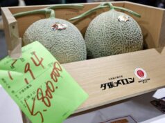 Due meloni venduti a 31mila euro, l’asta choc in Giappone per i frutti ‘d’oro’