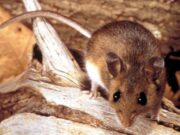 Hantavirus, il punto sul virus Andes: cosa sappiamo e cosa fare