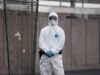 Hantavirus, l’esperta: “Più letale ma diverso da Covid, non si rischia nuova pandemia”