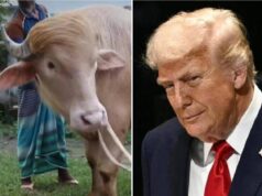 Il ‘sosia’ di Trump è un bufalo. E verrà ucciso presto