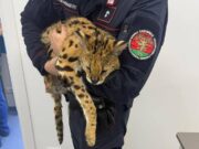 Milano, trovato e catturato un gattopardo africano nel parco di Garbagnate