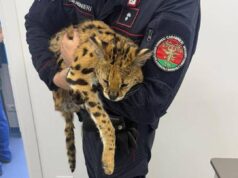 Milano, trovato e catturato un gattopardo africano nel parco di Garbagnate