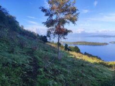 Mundys, Neya lancia in Cile nuovo progetto riforestazione di 170 ettari