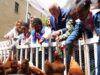 Reali e pollai, Carlo e Meghan: “I know my chickens”