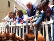 Reali e pollai, Carlo e Meghan: “I know my chickens”