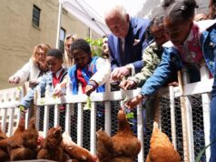 Reali e pollai, Carlo e Meghan: “I know my chickens”