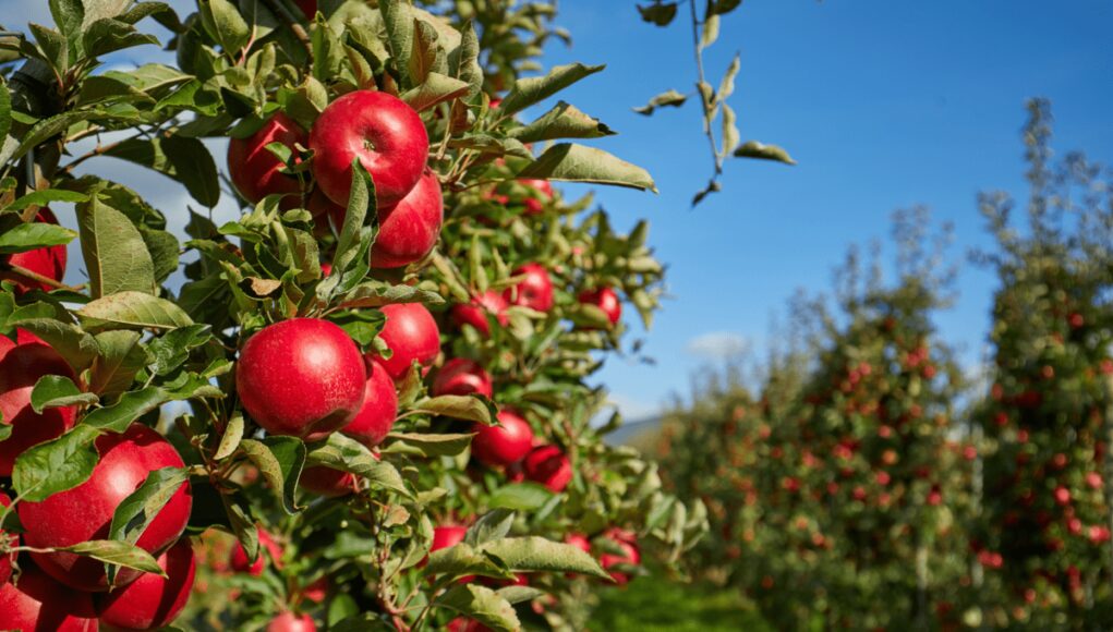 Agricoltura, Italia sul tetto del mondo: export di mele da primato per il secondo anno consecutivo
