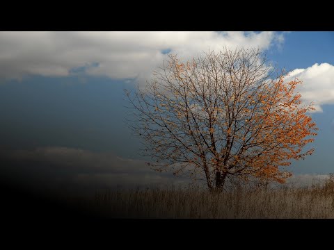 Che fine farà il foliage? Il fenomeno del ‘falso autunno’ preoccupa